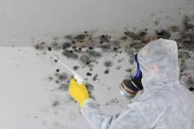 Best Mold Removal for HVAC Installations  in Moorefield, WV